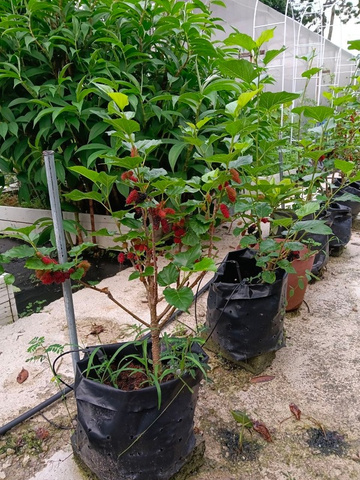 Nurseri pokok