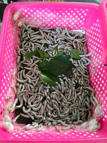 Ulat sutera dan mulberi